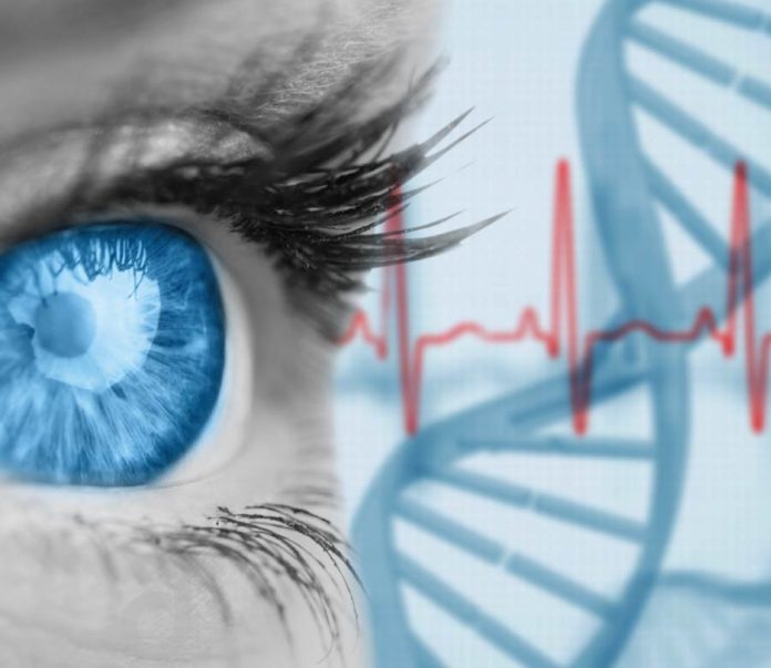 Os pesquisadores identificam como vários genes afetam o desenvolvimento da visão